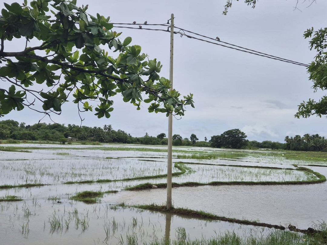 Good Holiday Tours-科伦坡必去景点