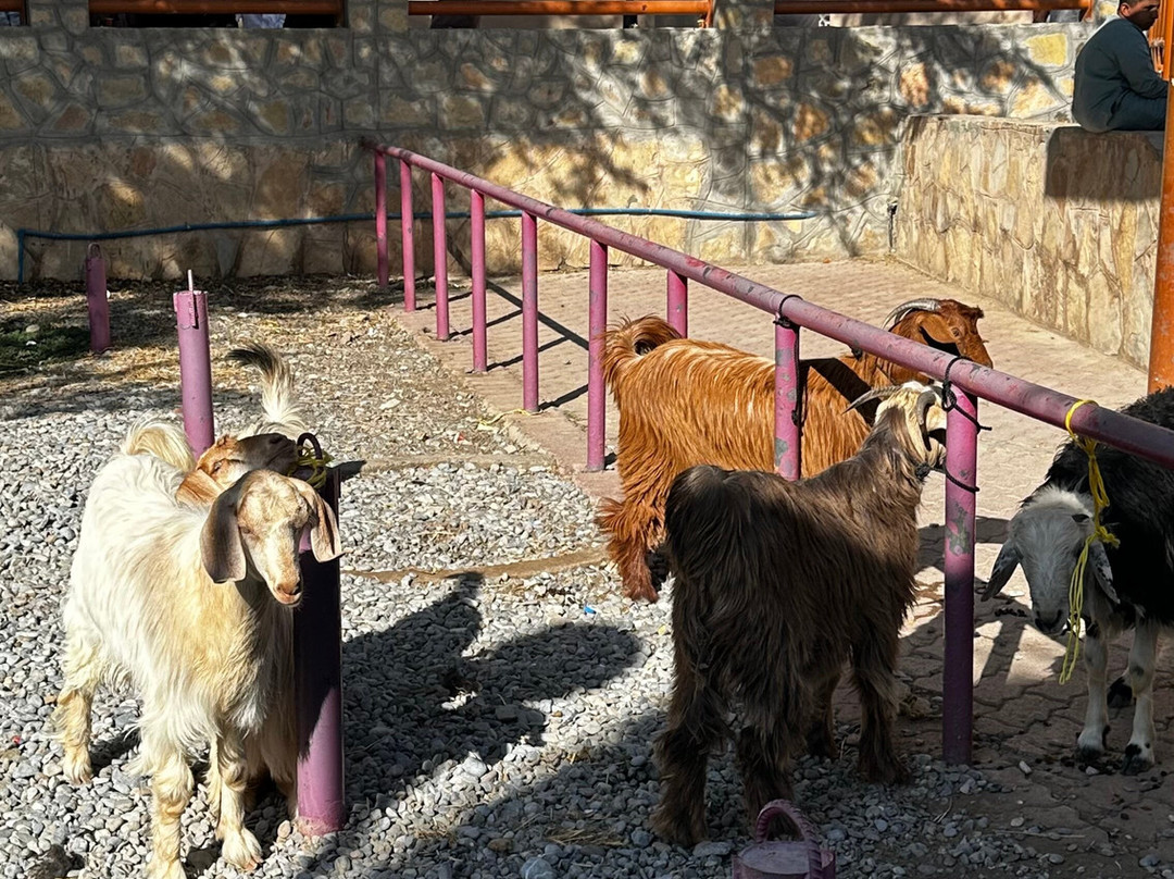 Muscat Nature Tours - Day Tours-马斯喀特必去景点