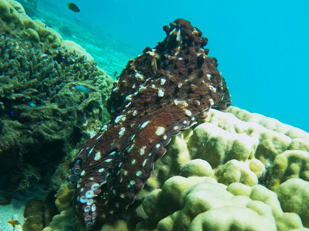 Les Baleines Rand'eau-诺西贝必去景点