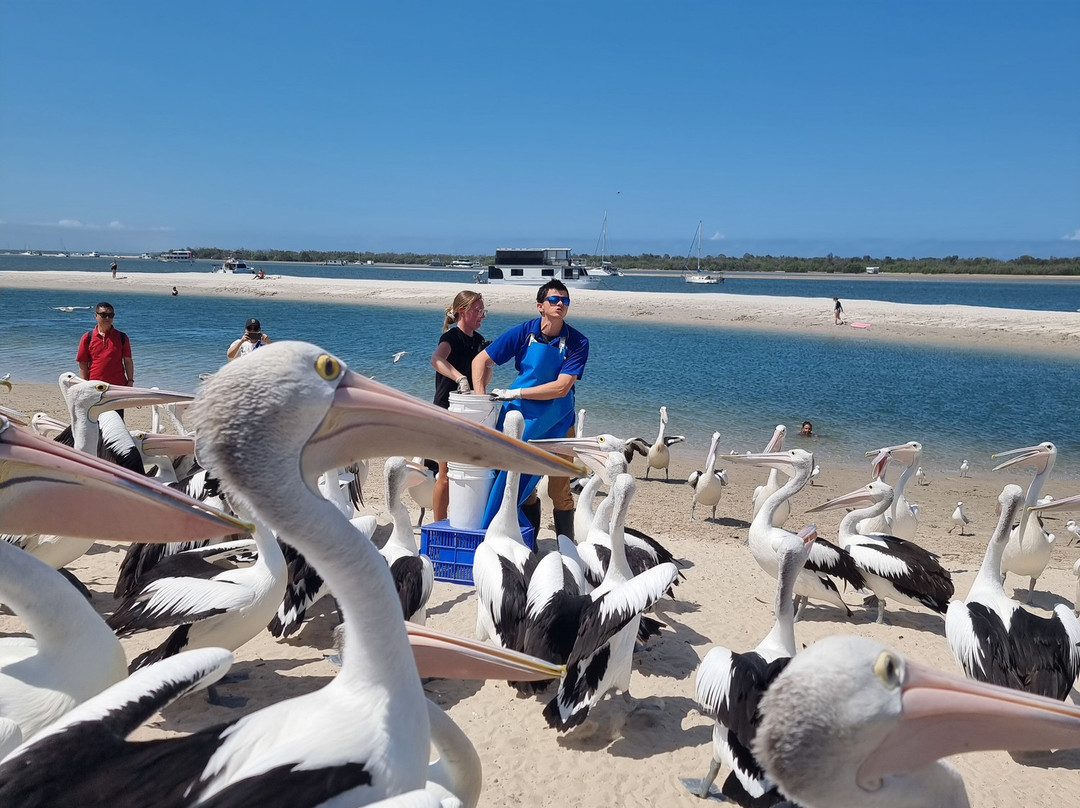 Pelican Feeding-拉布拉多必去景点