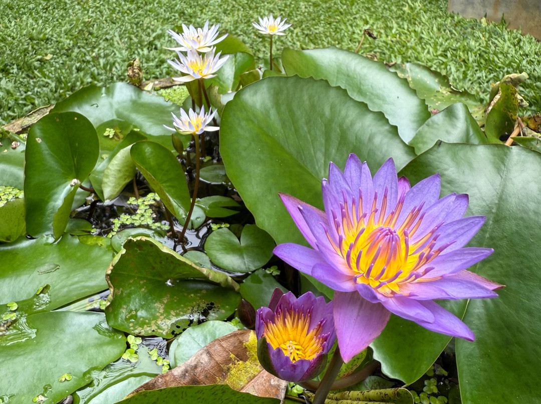 Ayurveda Mountain Villa主图