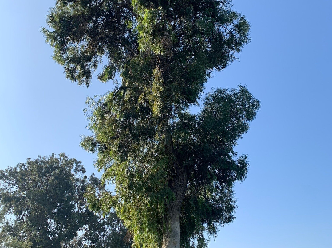 Golf les Dunes-阿加迪尔必去景点