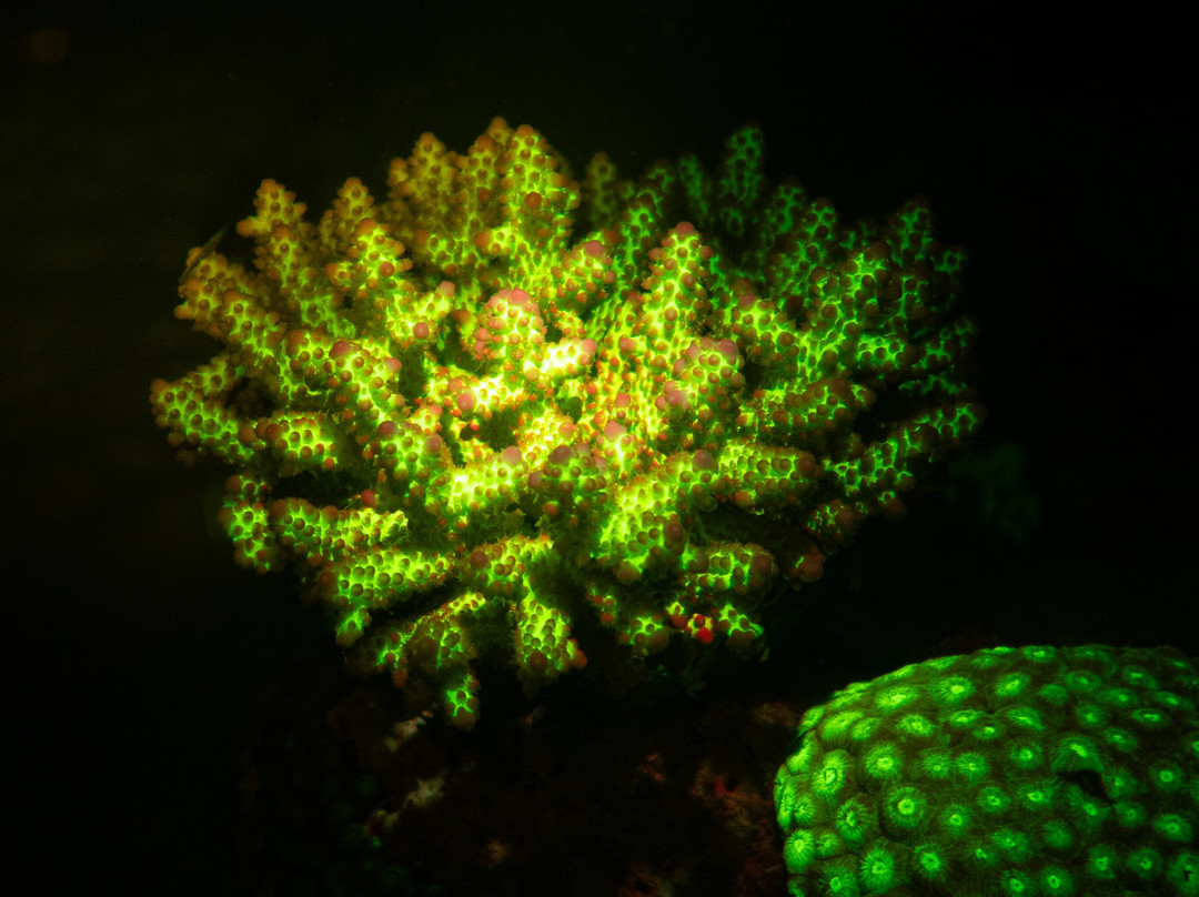 DivePoint Rannalhi-绚丽岛必去景点