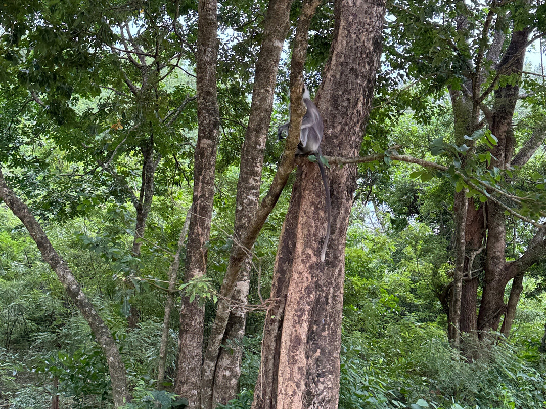 Udawalawe Safari Jeep With Guides-乌达瓦拉维国家公园必去景点