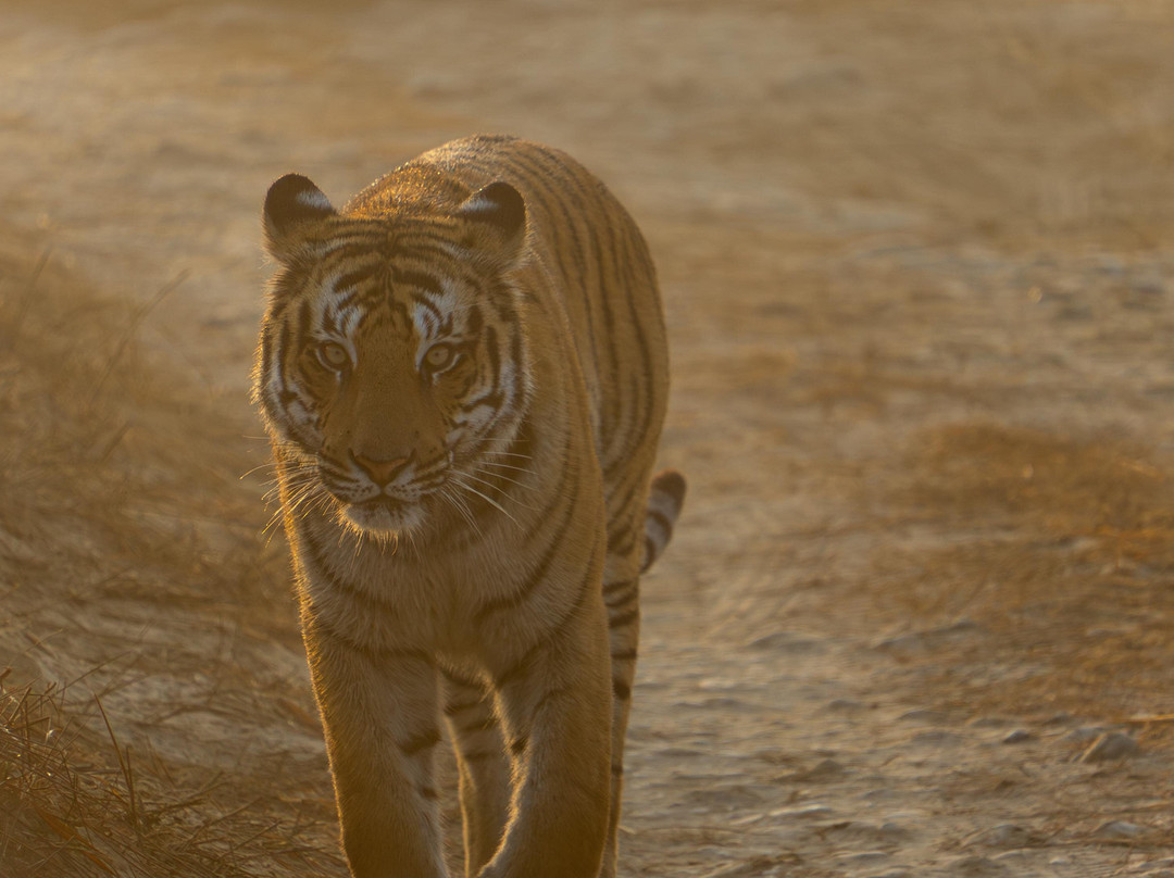 Travel Fair India - Day Tours-新德里必去景点