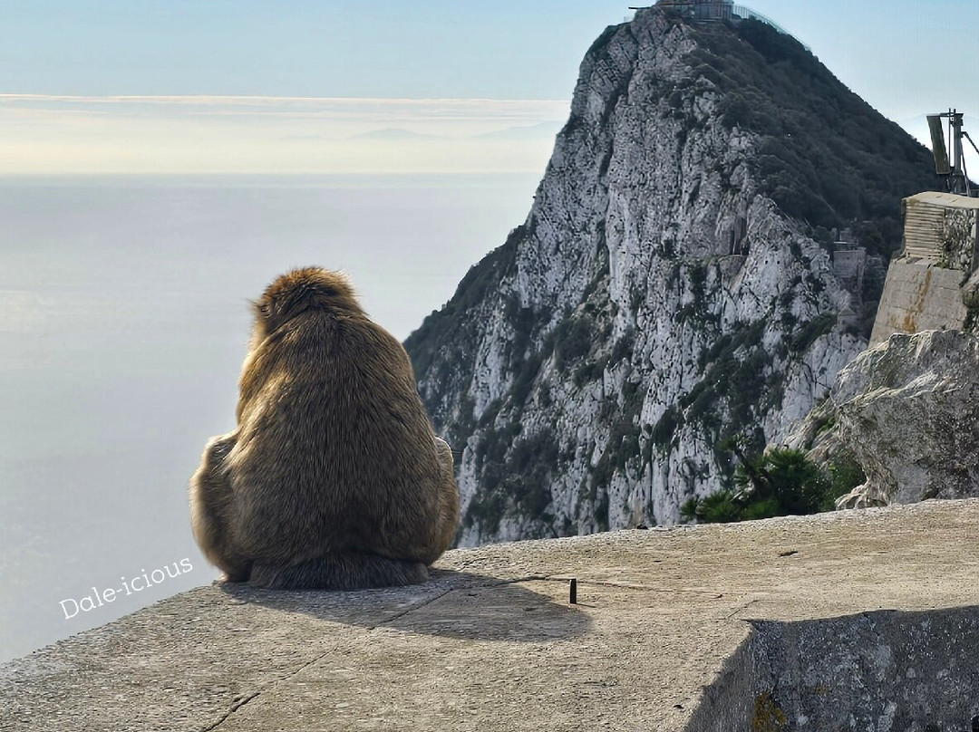 Gibraltar Upper Rock Nature Reserve-直布罗陀必去景点