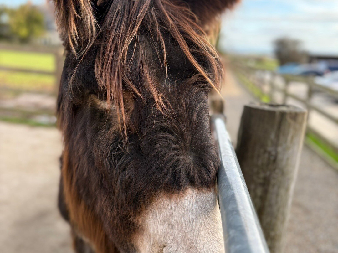 The Flicka Foundation - Donkey Sanctuary-Penryn必去景点