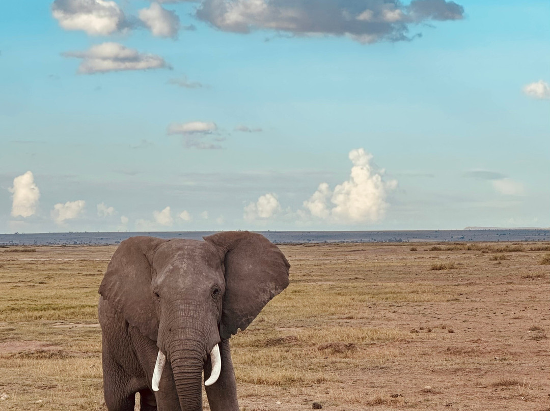 Totti Kenya-安博塞利国家公园必去景点