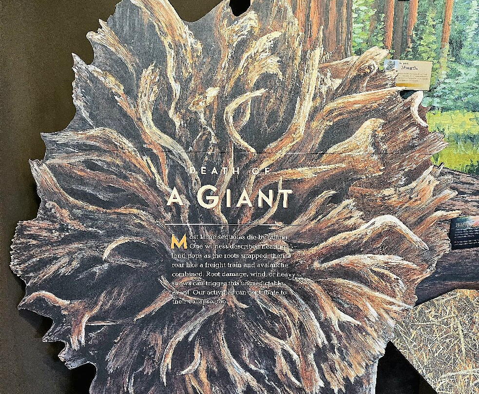 Giant Forest Museum-红杉&国王峡谷国家公园必去景点