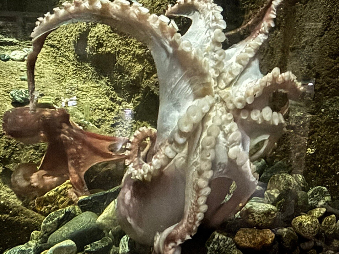 Atlantic Sea Park-奥勒松必去景点