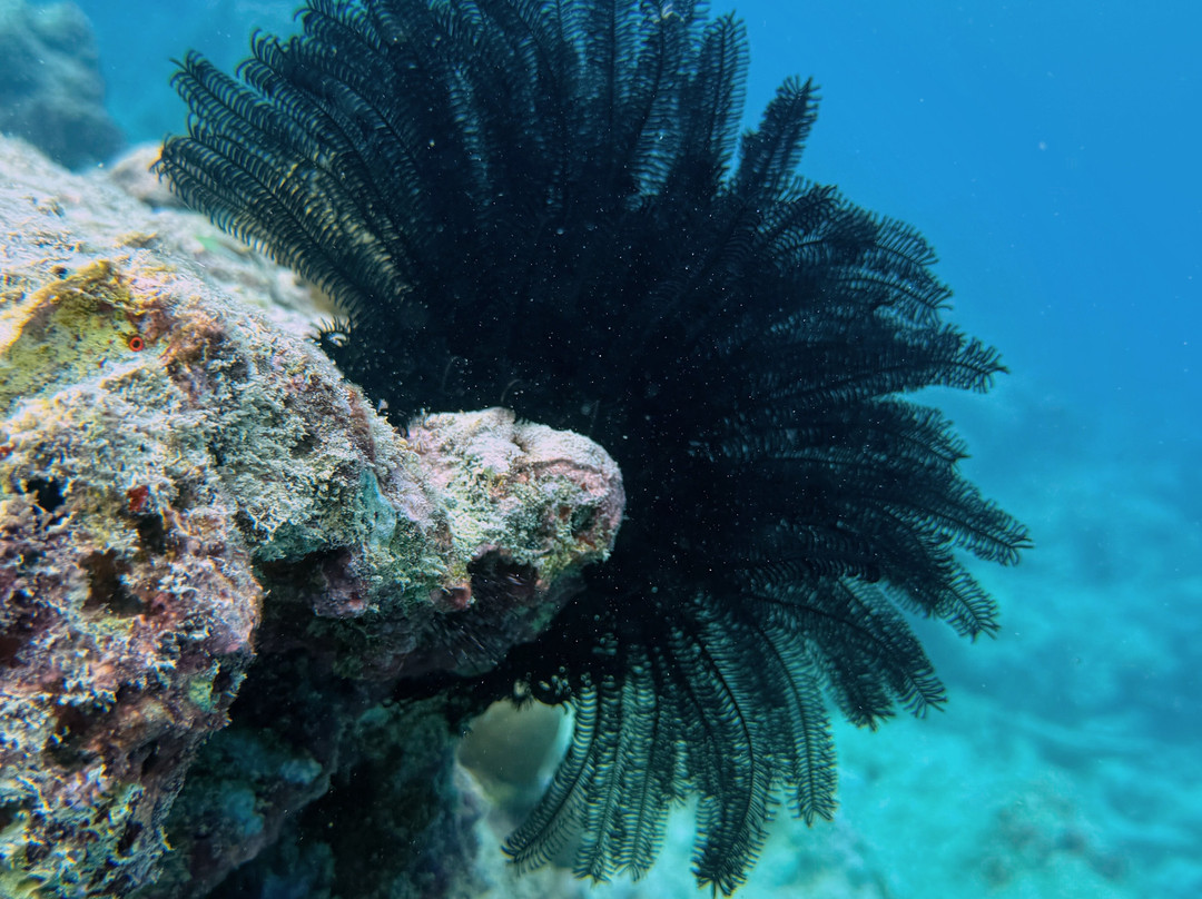 Sail La Vie - Maldives - Luxury Sailing Catamaran-马累必去景点