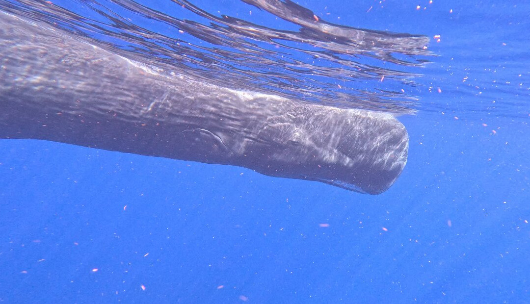 Dominica Water Tours-Scotts Head必去景点
