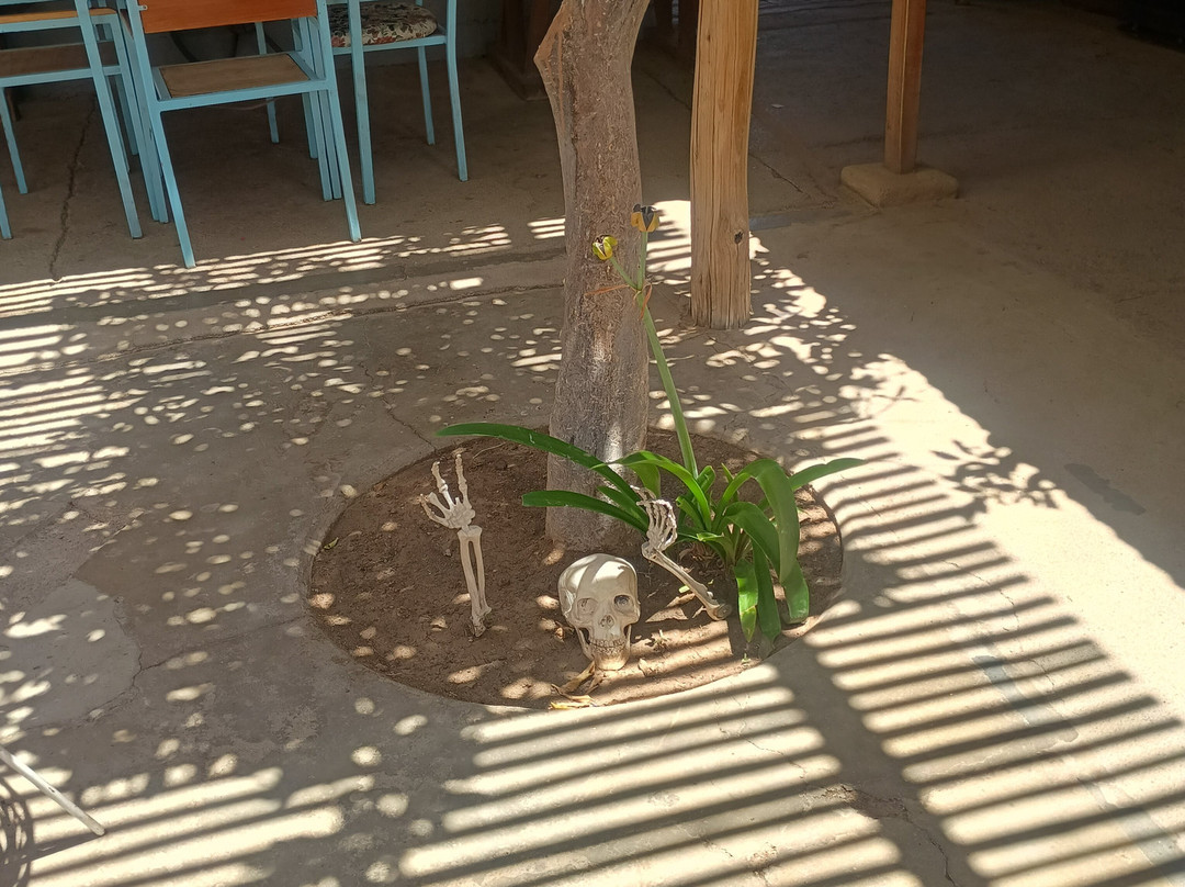 Fundo Los Nichos-Pisco Elqui必去景点