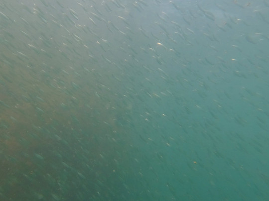 Água Viva Mergulho-弗洛里亚诺波利斯必去景点