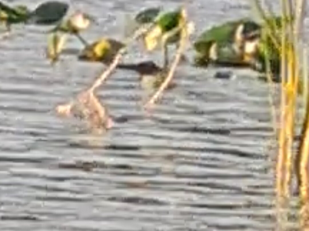 Everglades National Park-佛罗里达城必去景点