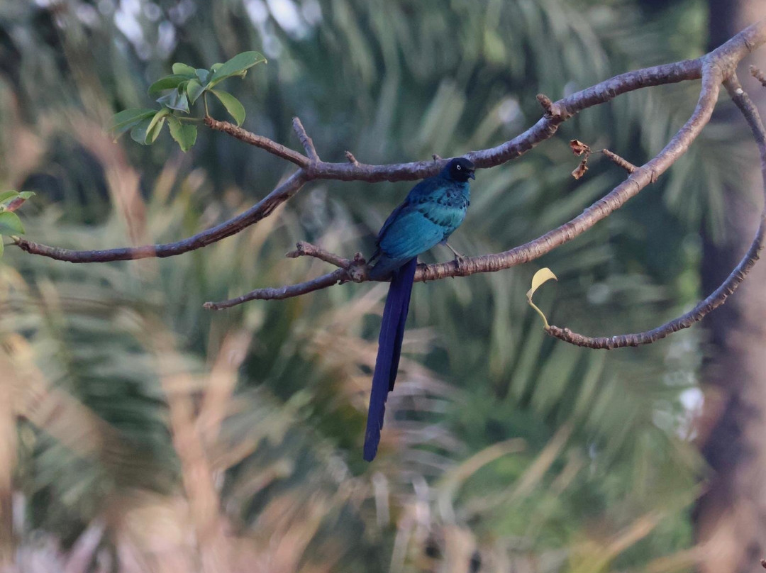 Gambian Bird Guide Ansuman Drammeh -  Best Boy Tours-塞瑞库达必去景点