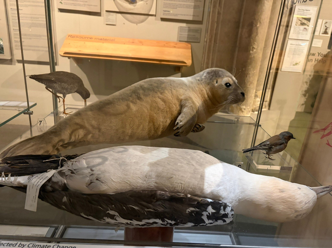 Colchester's Natural History Museum-科尔切斯特必去景点