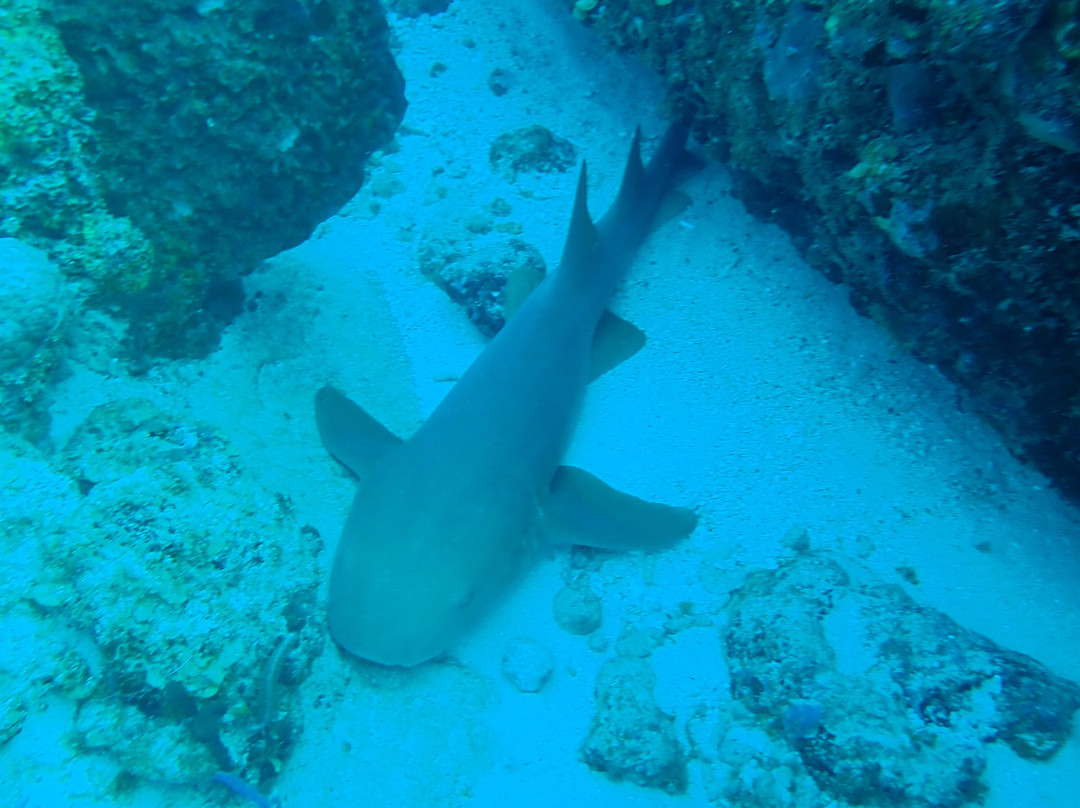 Statia Divers-Oranjestad必去景点