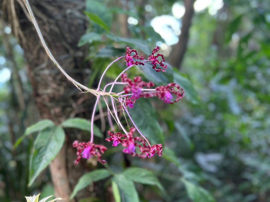 Phantasea Tropical Botanical Garden-圣 托马斯必去景点