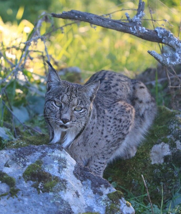Sierra de Andújar – Lynx Territory-Andujar必去景点
