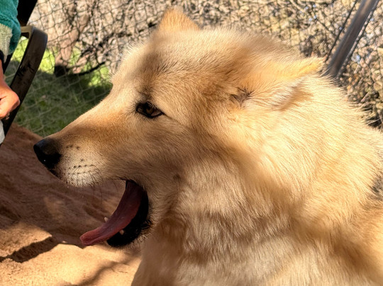 Sedona Wolf Sanctuary-Rimrock必去景点