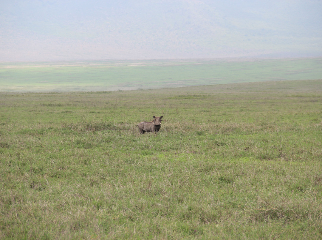 Paradise & Wilderness  | Beach & Safari Holidays-阿鲁沙必去景点