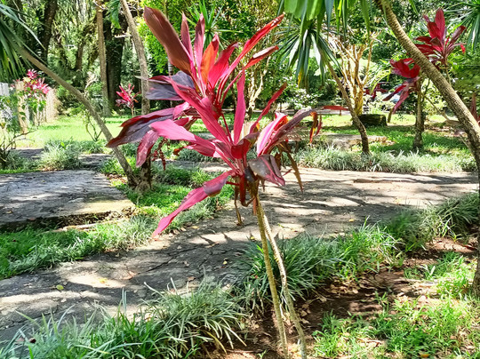 Sophie Nature Walk-Vacoas必去景点