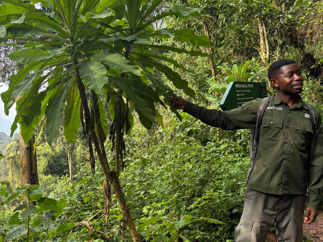 Nyungwe National Park - Rwanda-Western Province必去景点