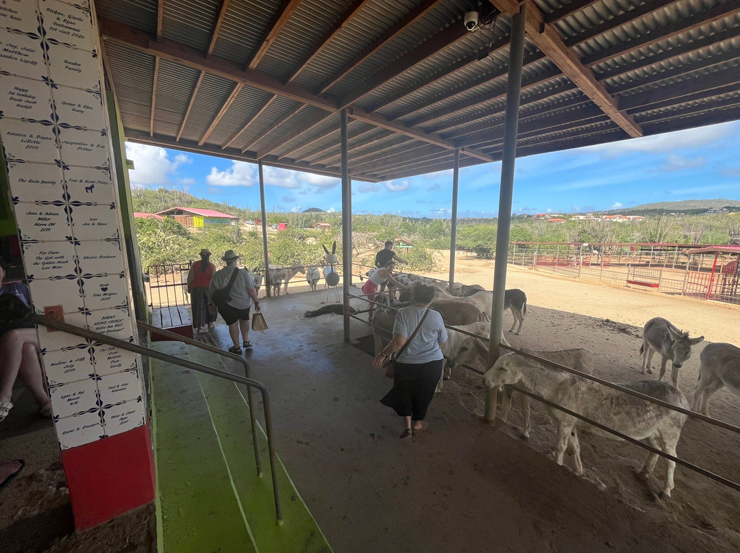 Donkey Sanctuary Aruba-Santa Cruz必去景点