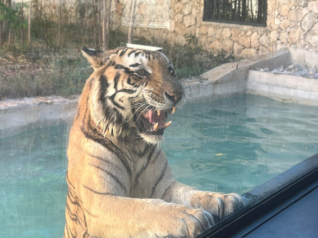 Parque Animaya-梅里达必去景点