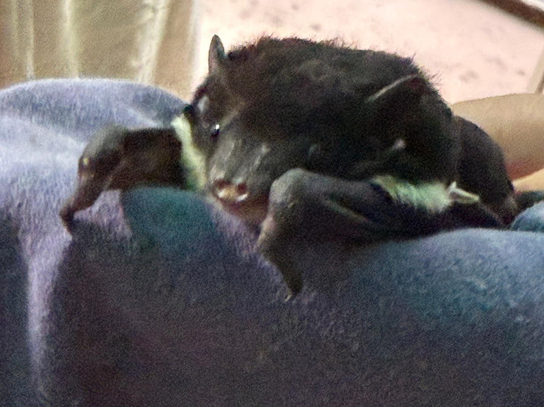 The Bat Hospital Visitor Centre- 阿瑟顿必去景点