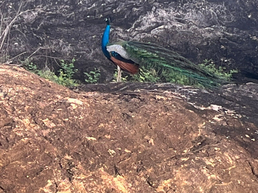 Yala Lahiru Safari-蒂瑟默哈拉默必去景点