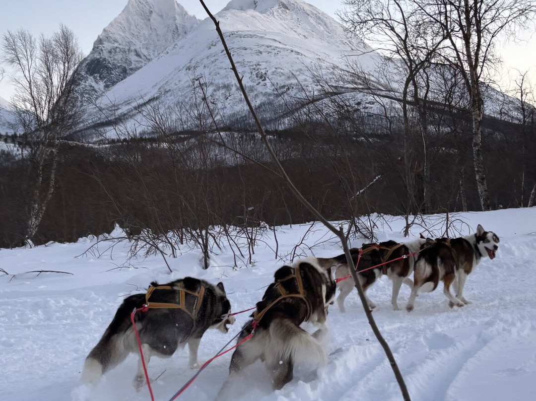Northern Light Dog Adventure-Nordkjosbotn必去景点