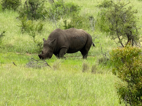 The Other Animals Safaris-克鲁格国家公园必去景点