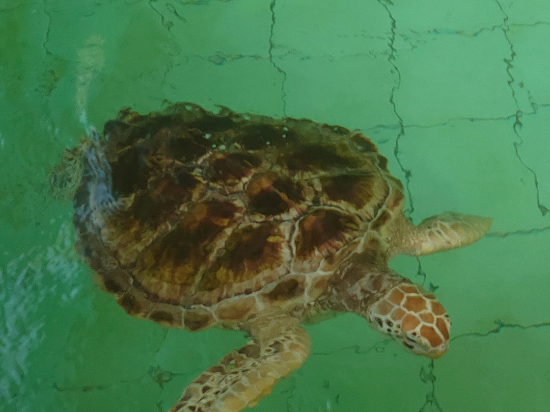 Royal Thai Navy Sea Turtle Conservation Center Phang Nga-Lam Kaen必去景点