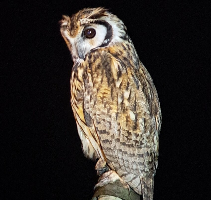 Birding Pipeline Panama-甘博阿必去景点
