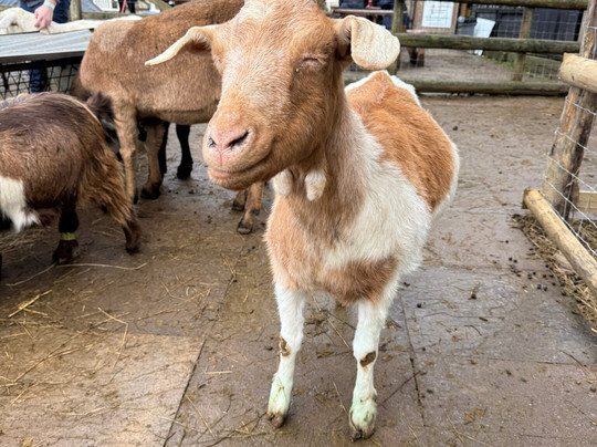 Buttercups Sanctuary for Goats-Boughton Monchelsea必去景点