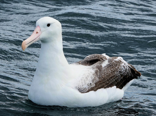 Ruggedy Range Wilderness Experience-斯图尔特岛必去景点