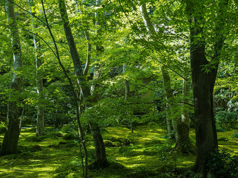 Gioji Temple-野洲市必去景点