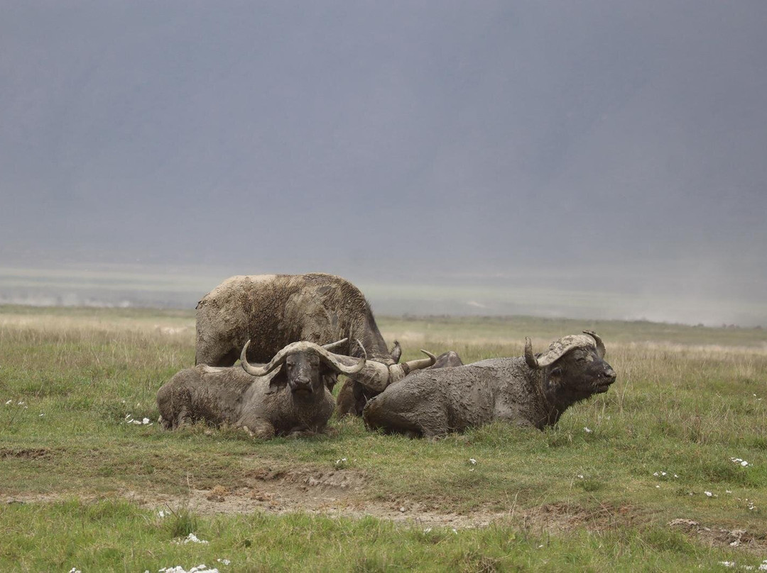 Safari Avventura-阿鲁沙必去景点