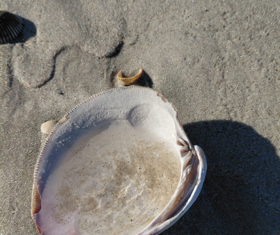 Freeman Park-卡罗来纳比奇必去景点