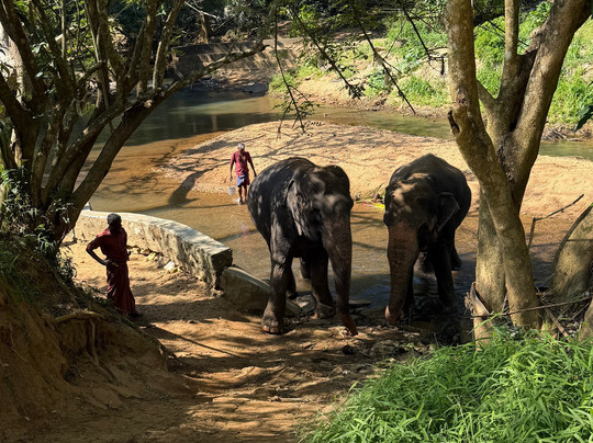 Elephant Freedom Project-凯格勒 必去景点