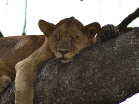 Cubs Expeditions Limited-阿鲁沙必去景点