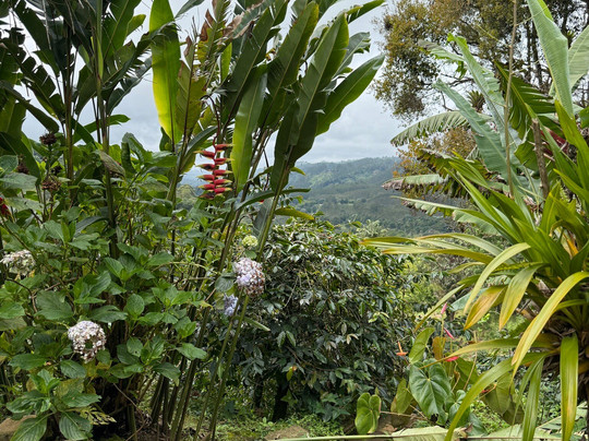 Finca Don Eduardo Coffee Tour-萨伦托必去景点