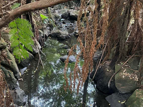 Stringybark Reserve-莱恩科夫必去景点