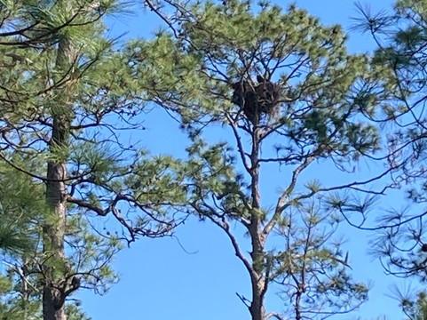 Hontoon Island State Park-迪兰必去景点
