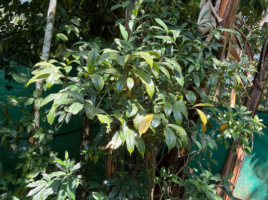 Periyar Spice & Ayurvedic Garden-Kumily必去景点