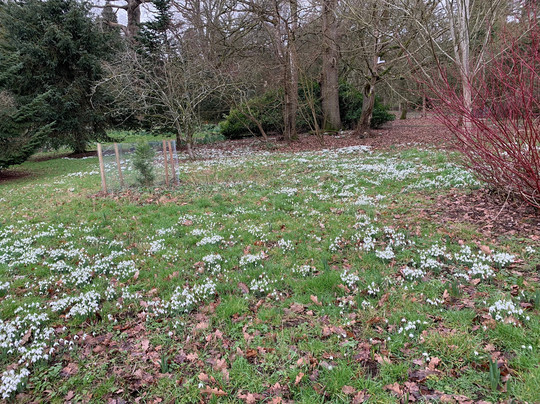 Batsford Arboretum-莫顿因马什必去景点