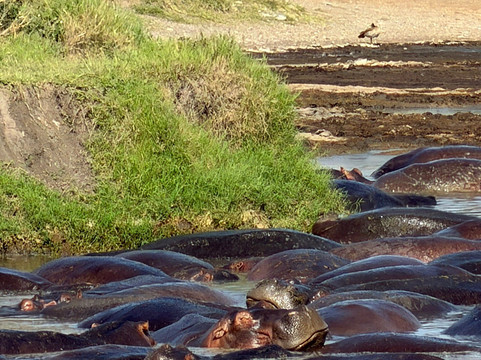 歌珊地非洲游猎之旅-阿鲁沙必去景点