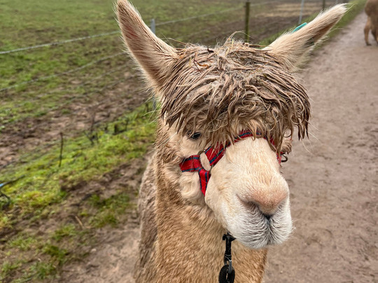 Charnwood Forest Alpacas-Boundary必去景点